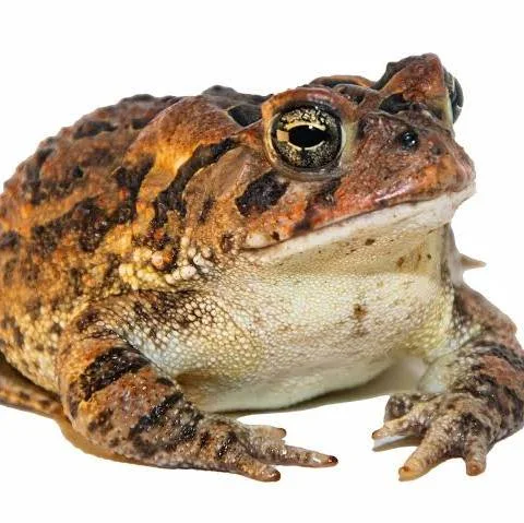 true toad
